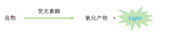 小鼠生物發(fā)光 Bioluminescence