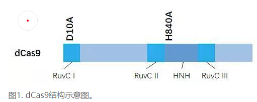 CRISPRi與CRISPRa的區別|如何對體內內源基因調控