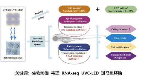 斑馬魚胚胎對UVC輻射反應的轉錄組分析