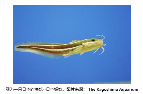 Science:傳感器可幫助鯰魚在黑暗中'視物'